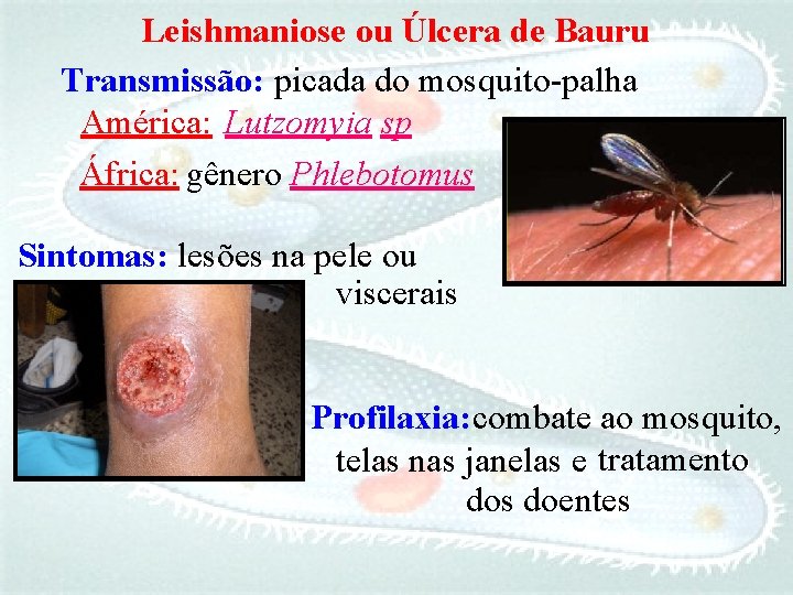 Leishmaniose ou Úlcera de Bauru Transmissão: picada do mosquito-palha América: Lutzomyia sp África: gênero