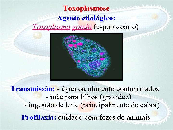 Toxoplasmose Agente etiológico: Toxoplasma gondii (esporozoário) Transmissão: - água ou alimento contaminados - mãe