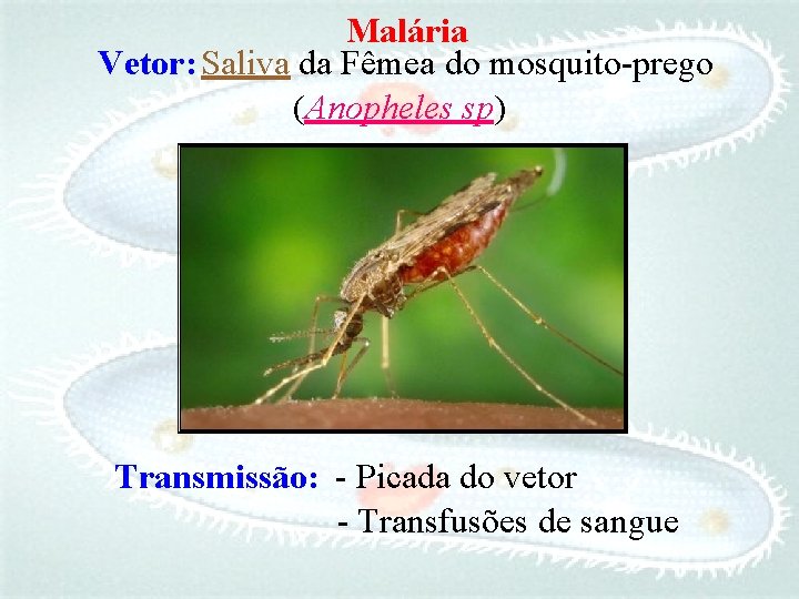 Malária Vetor: Saliva da Fêmea do mosquito-prego (Anopheles sp) Transmissão: - Picada do vetor