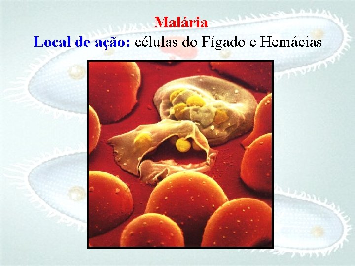 Malária Local de ação: células do Fígado e Hemácias 