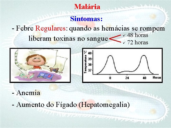 Malária Sintomas: - Febre Regulares: quando as hemácias se rompem ü 48 horas liberam