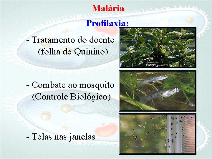 Malária Profilaxia: - Tratamento do doente (folha de Quinino) - Combate ao mosquito (Controle