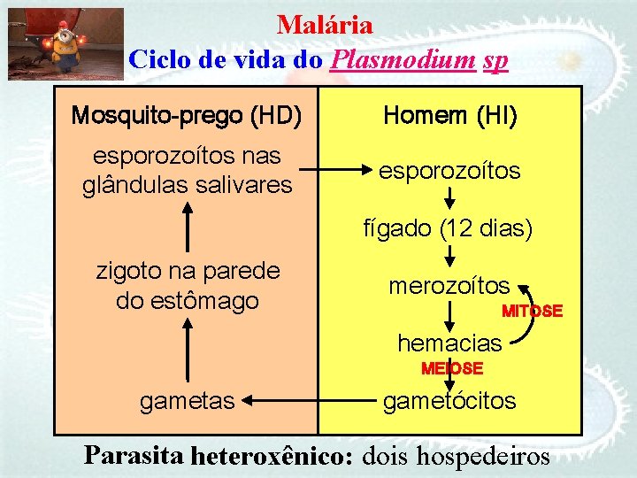 Malária Ciclo de vida do Plasmodium sp Mosquito-prego (HD) Homem (HI) esporozoítos nas glândulas