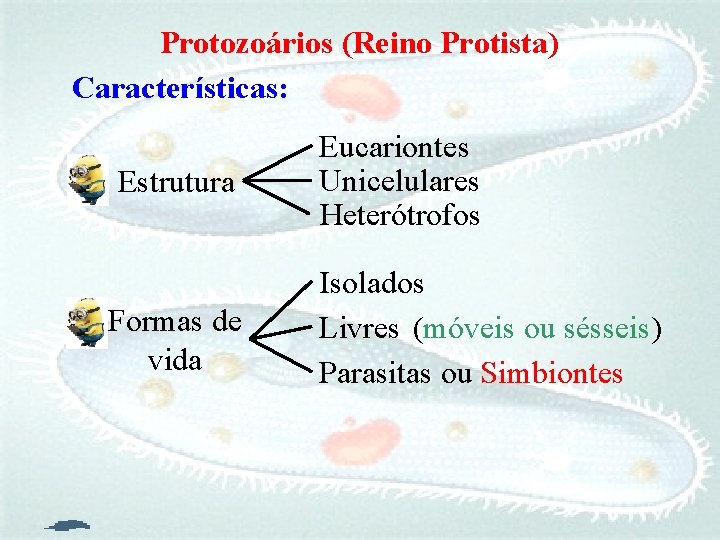 Protozoários (Reino Protista) Características: Estrutura Formas de vida Eucariontes Unicelulares Heterótrofos Isolados Livres (móveis