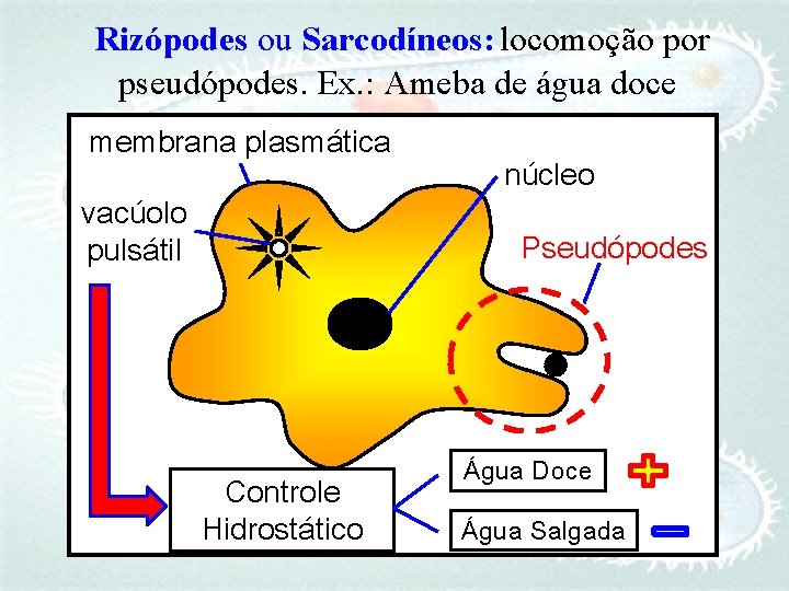 Rizópodes ou Sarcodíneos: locomoção por pseudópodes. Ex. : Ameba de água doce membrana plasmática