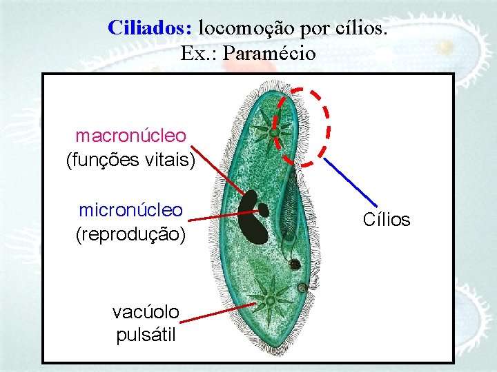 Ciliados: locomoção por cílios. Ex. : Paramécio macronúcleo (funções vitais) micronúcleo (reprodução) vacúolo pulsátil