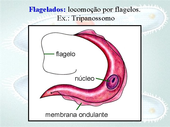 Flagelados: locomoção por flagelos. Ex. : Tripanossomo flagelo núcleo membrana ondulante 