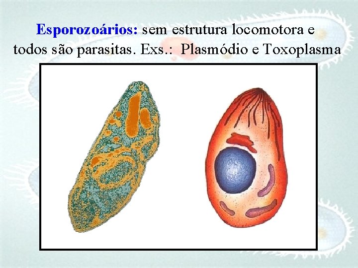 Esporozoários: sem estrutura locomotora e todos são parasitas. Exs. : Plasmódio e Toxoplasma 