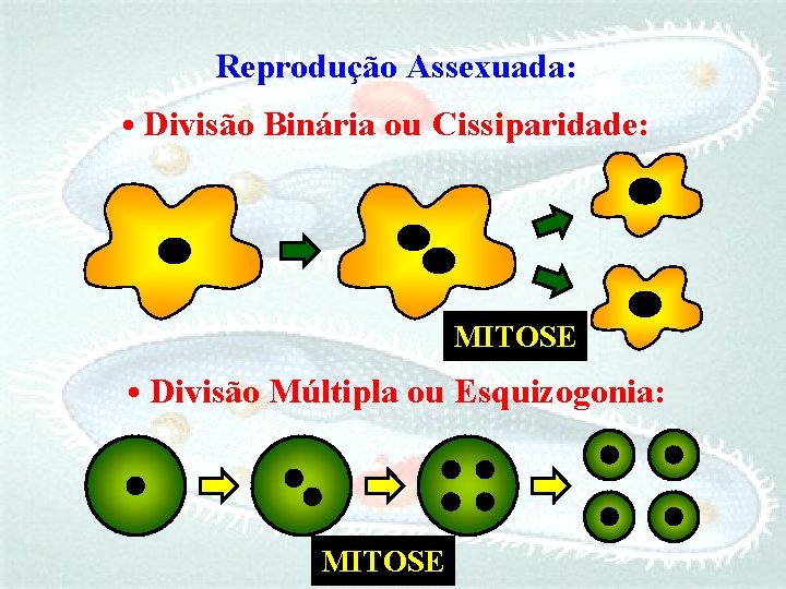 Reprodução Assexuada: • Divisão Binária ou Cissiparidade: MITOSE • Divisão Múltipla ou Esquizogonia: MITOSE