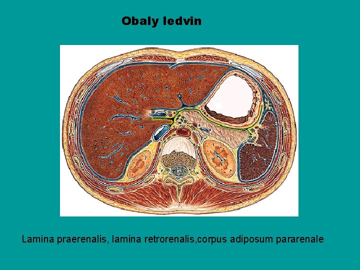 Obaly ledvin Lamina praerenalis, lamina retrorenalis, corpus adiposum pararenale 