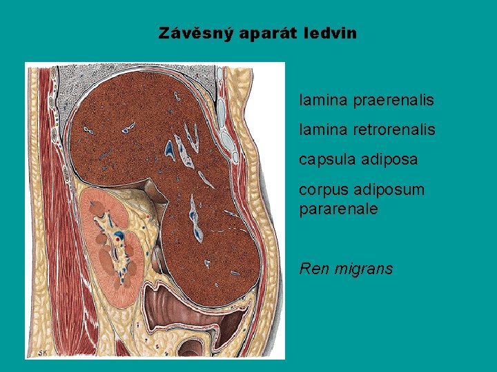 Závěsný aparát ledvin lamina praerenalis lamina retrorenalis capsula adiposa corpus adiposum pararenale Ren migrans