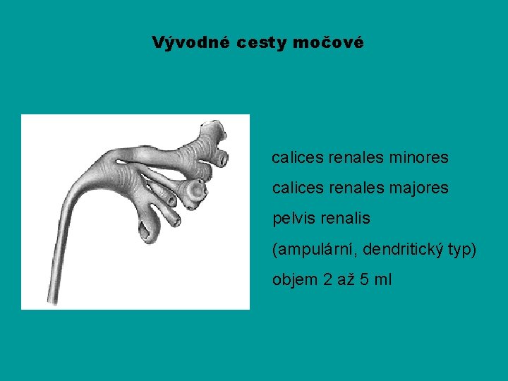 Vývodné cesty močové calices renales minores calices renales majores pelvis renalis (ampulární, dendritický typ)