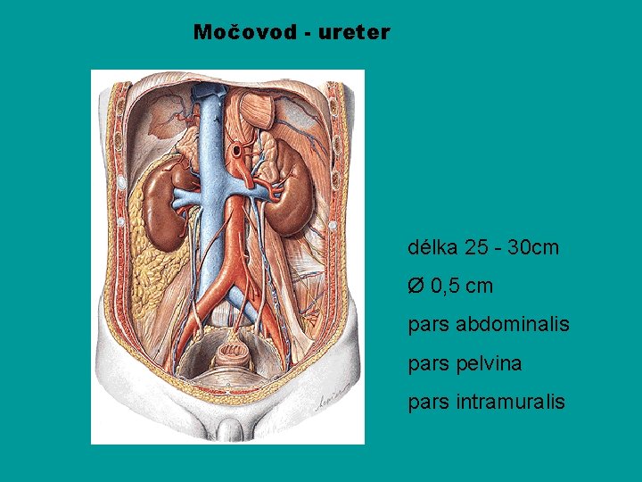 Močovod - ureter délka 25 - 30 cm Ø 0, 5 cm pars abdominalis