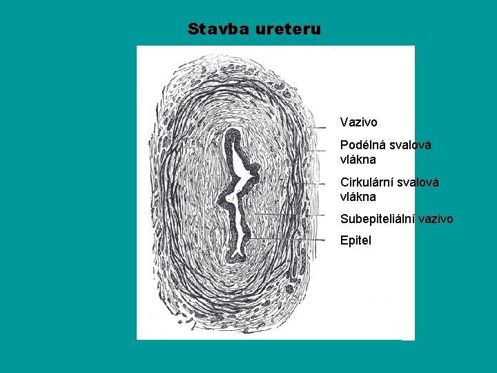 Stavba ureteru Vazivo Podélná svalová vlákna Cirkulární svalová vlákna Subepiteliální vazivo Epitel 