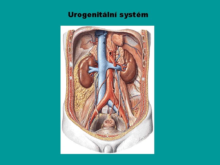 Urogenitální systém 