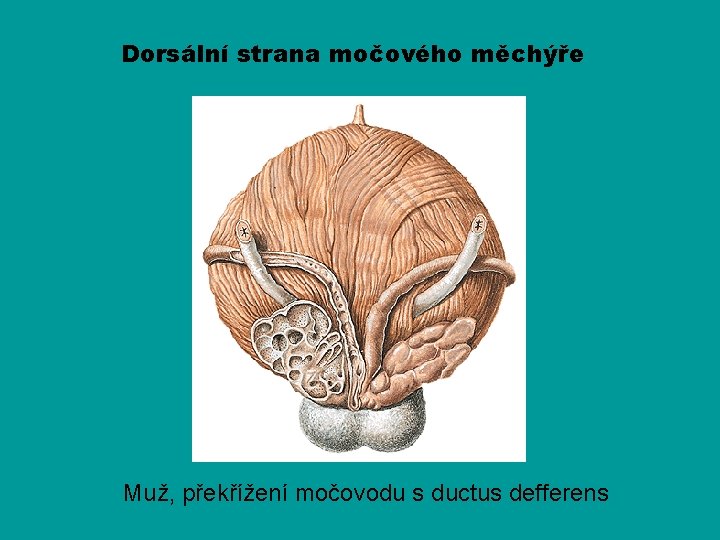 Dorsální strana močového měchýře Muž, překřížení močovodu s ductus defferens 