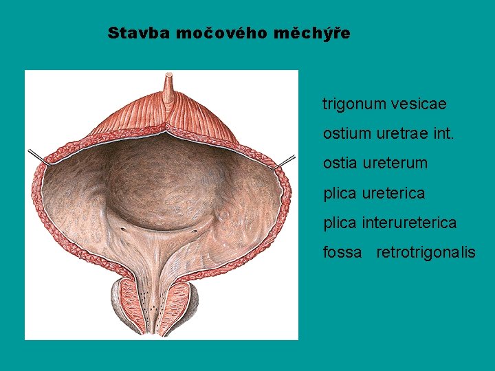 Stavba močového měchýře trigonum vesicae ostium uretrae int. ostia ureterum plica ureterica plica interureterica
