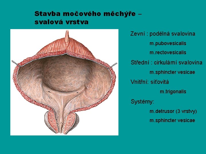 Stavba močového měchýře – svalová vrstva Zevní : podélná svalovina m. pubovesicalis m. rectovesicalis