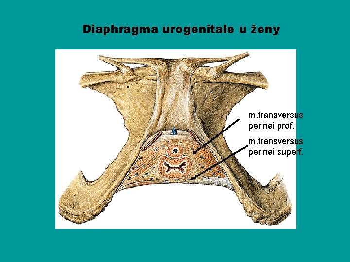 Diaphragma urogenitale u ženy m. transversus perinei prof. m. transversus perinei superf. 