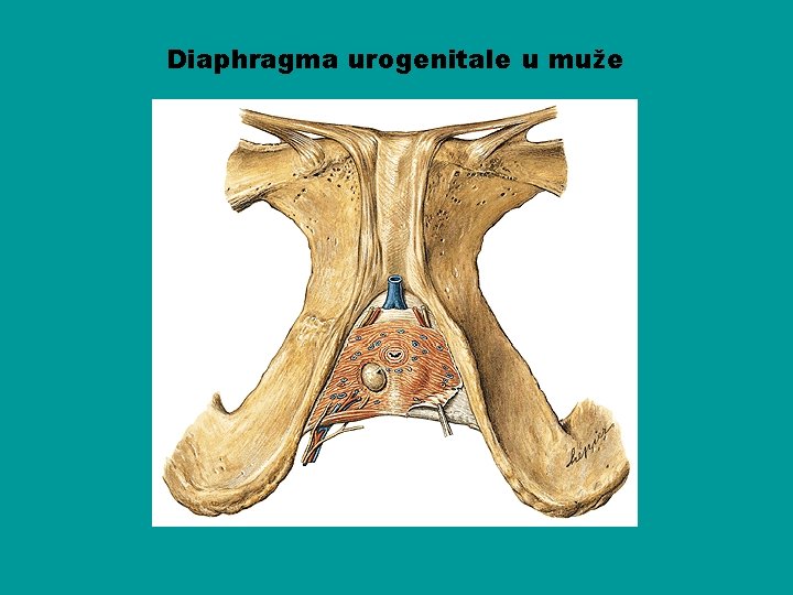 Diaphragma urogenitale u muže 