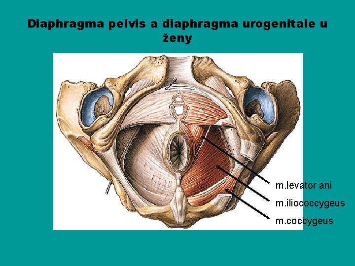 Diaphragma pelvis a diaphragma urogenitale u ženy m. levator ani m. iliococcygeus m. coccygeus