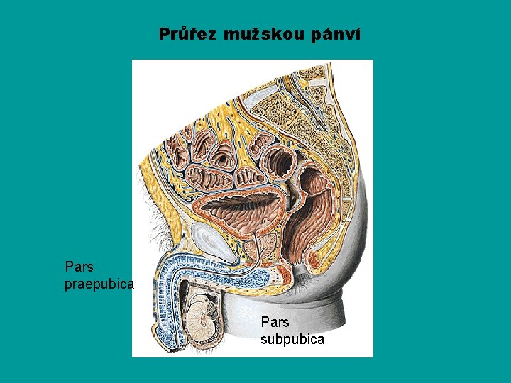 Průřez mužskou pánví Pars praepubica Pars subpubica 