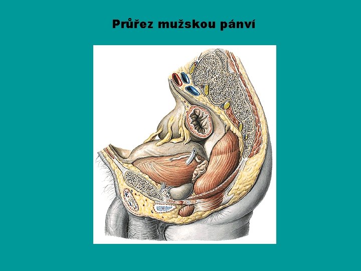 Průřez mužskou pánví 