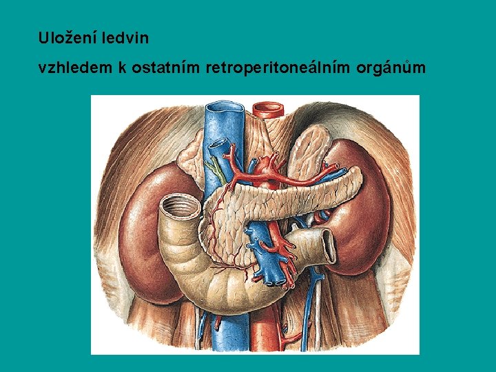 Uložení ledvin vzhledem k ostatním retroperitoneálním orgánům 