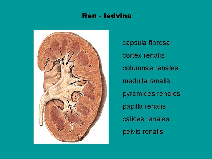 Ren - ledvina capsula fibrosa cortex renalis columnae renales medulla renalis pyramides renales papilla