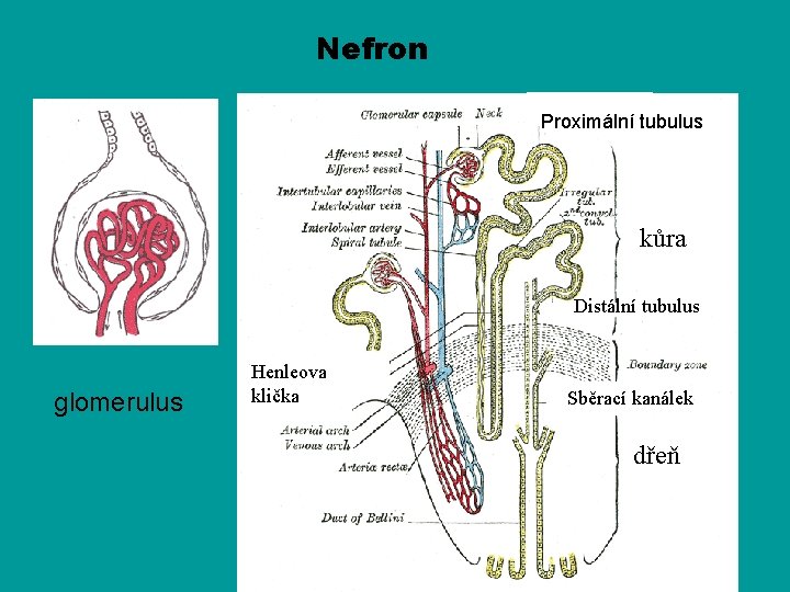 Nefron Proximální tubulus kůra Distální tubulus glomerulus Henleova klička Sběrací kanálek dřeň 