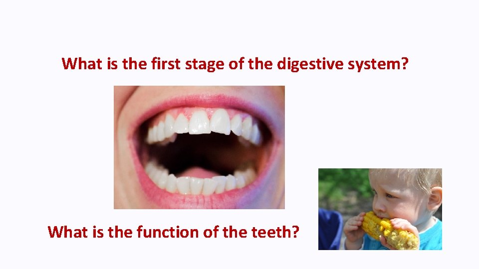 What is the first stage of the digestive system? What is the function of