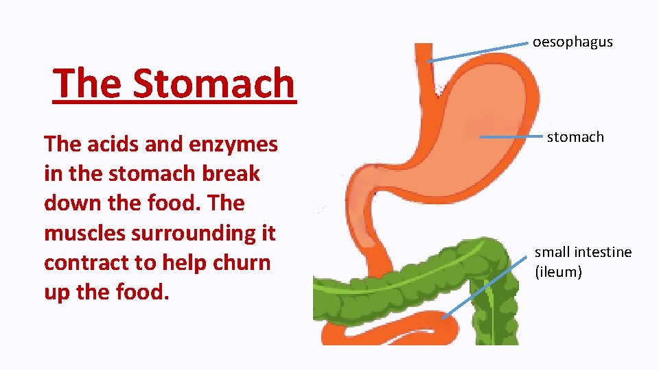 oesophagus The Stomach The acids and enzymes in the stomach break down the food.