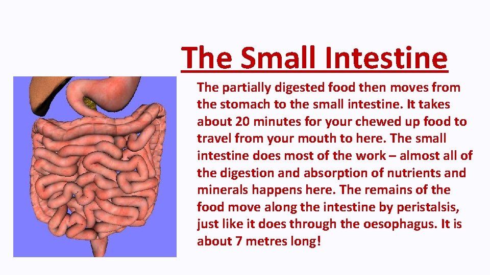 The Small Intestine The partially digested food then moves from the stomach to the