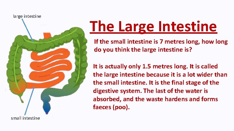 large intestine The Large Intestine If the small intestine is 7 metres long, how
