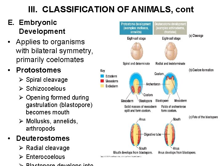 III. CLASSIFICATION OF ANIMALS, cont E. Embryonic Development • Applies to organisms with bilateral