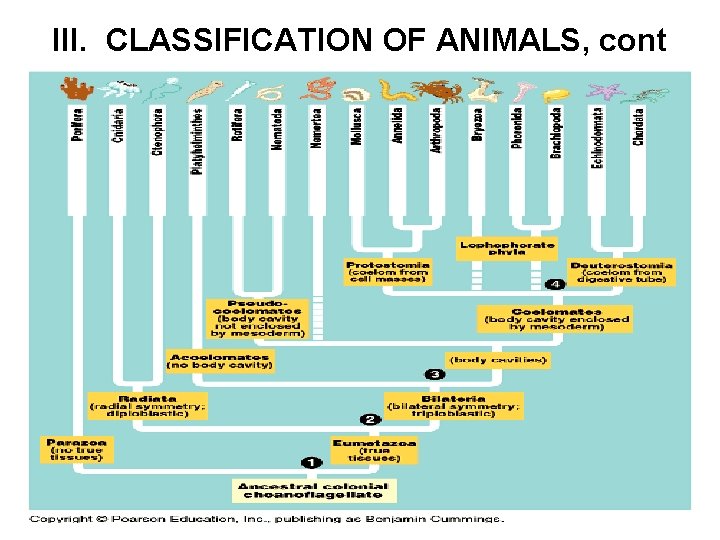 III. CLASSIFICATION OF ANIMALS, cont 