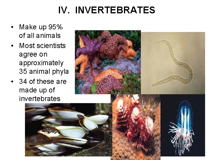 IV. INVERTEBRATES • Make up 95% of all animals • Most scientists agree on