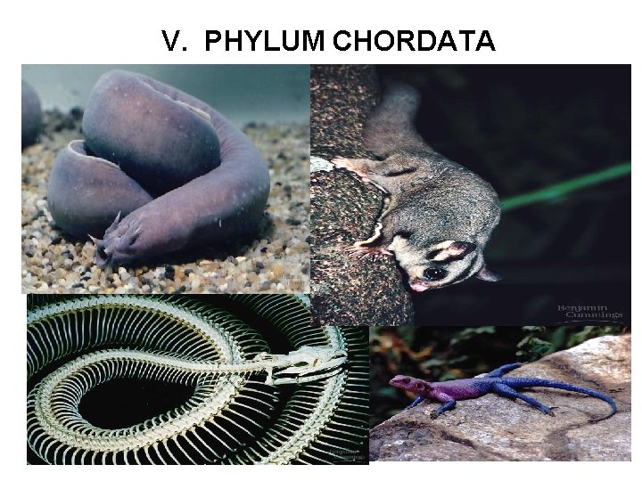 V. PHYLUM CHORDATA 