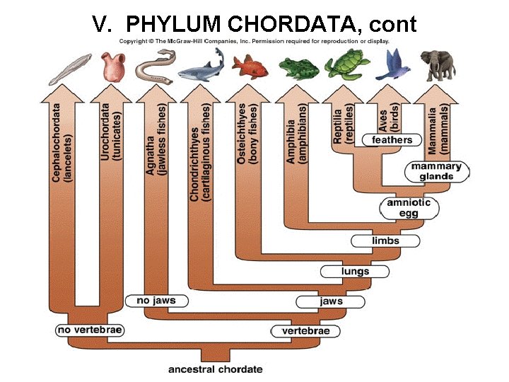 V. PHYLUM CHORDATA, cont 