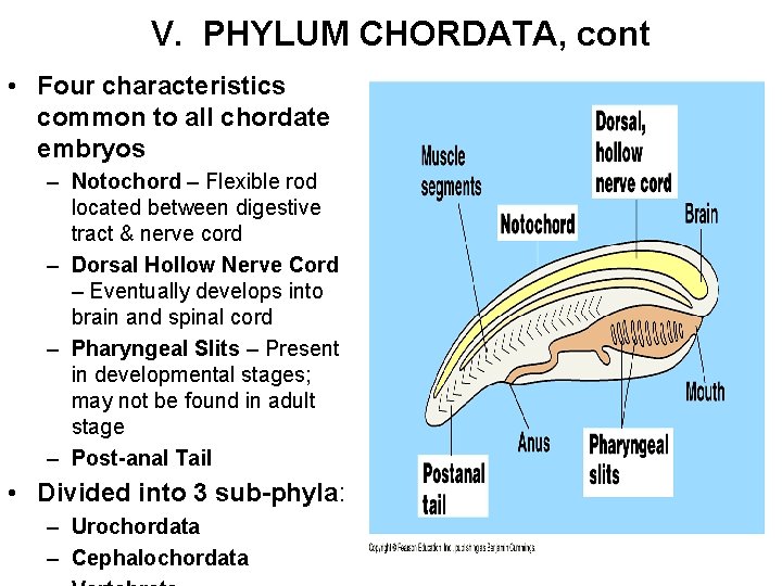 V. PHYLUM CHORDATA, cont • Four characteristics common to all chordate embryos – Notochord