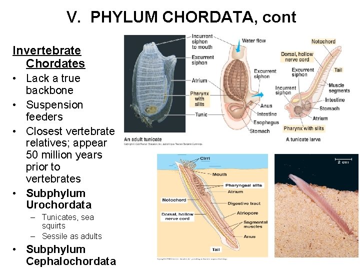 V. PHYLUM CHORDATA, cont Invertebrate Chordates • Lack a true backbone • Suspension feeders
