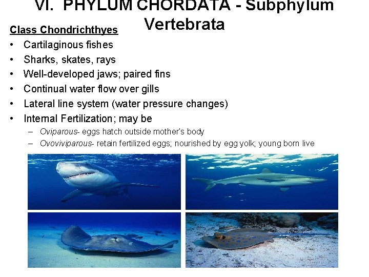 VI. PHYLUM CHORDATA - Subphylum Vertebrata Class Chondrichthyes • • • Cartilaginous fishes Sharks,
