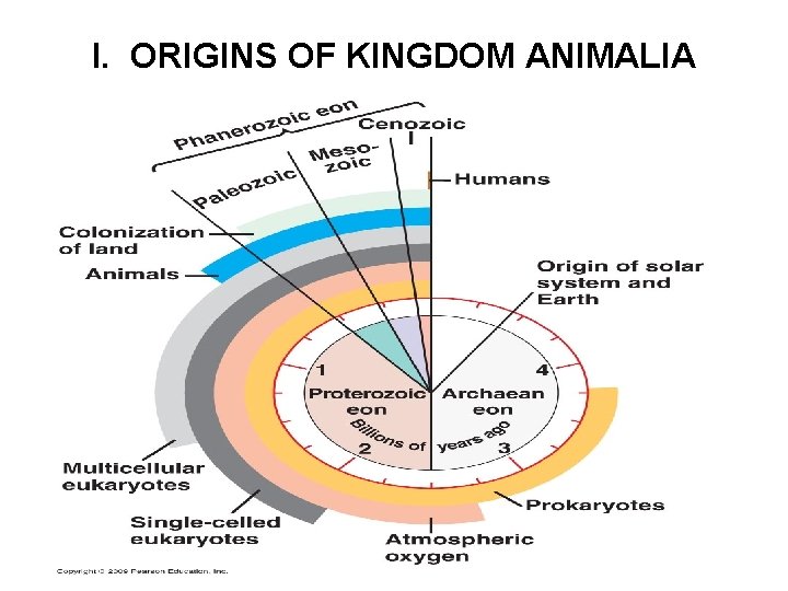 I. ORIGINS OF KINGDOM ANIMALIA 