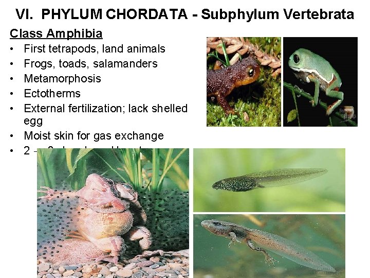VI. PHYLUM CHORDATA - Subphylum Vertebrata Class Amphibia • • • First tetrapods, land