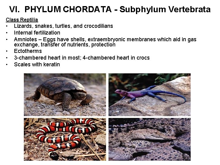 VI. PHYLUM CHORDATA - Subphylum Vertebrata Class Reptilia • • • Lizards, snakes, turtles,