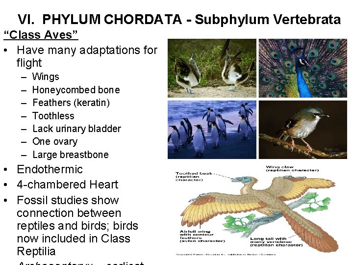 VI. PHYLUM CHORDATA - Subphylum Vertebrata “Class Aves” • Have many adaptations for flight