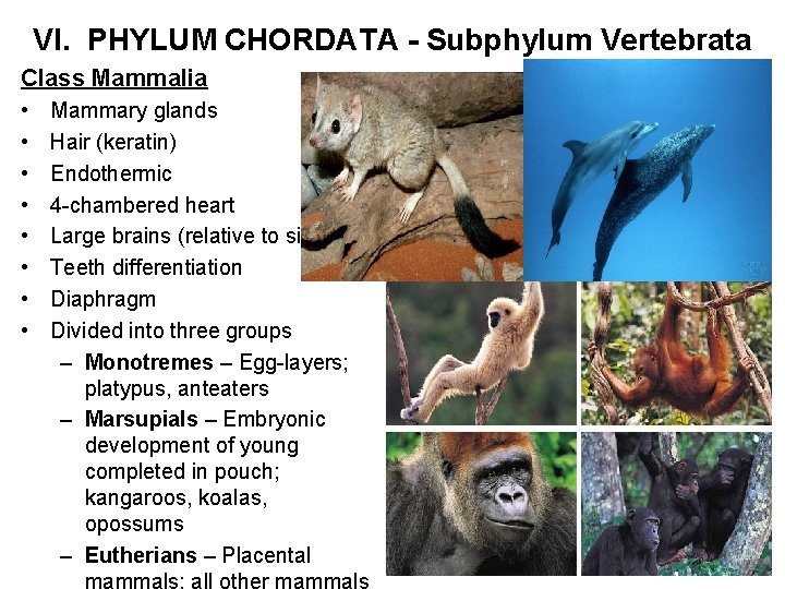 VI. PHYLUM CHORDATA - Subphylum Vertebrata Class Mammalia • • Mammary glands Hair (keratin)