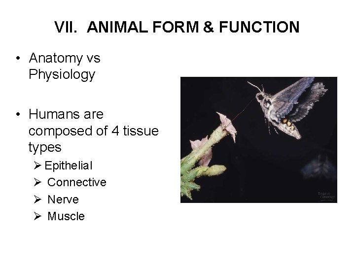 VII. ANIMAL FORM & FUNCTION • Anatomy vs Physiology • Humans are composed of