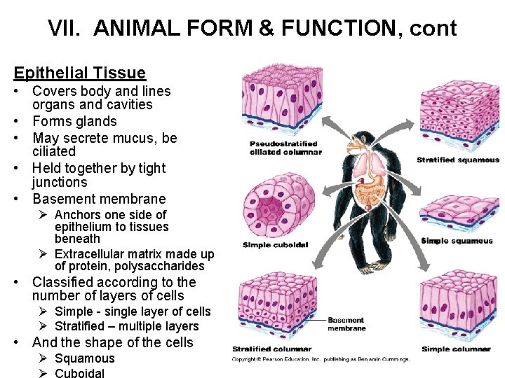 VII. ANIMAL FORM & FUNCTION, cont Epithelial Tissue • Covers body and lines organs
