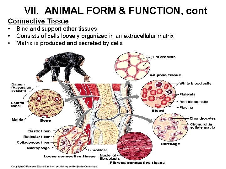 VII. ANIMAL FORM & FUNCTION, cont Connective Tissue • • • Bind and support